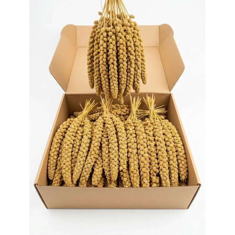 Sarı Dal Darı 25-30cm 1 Kg 